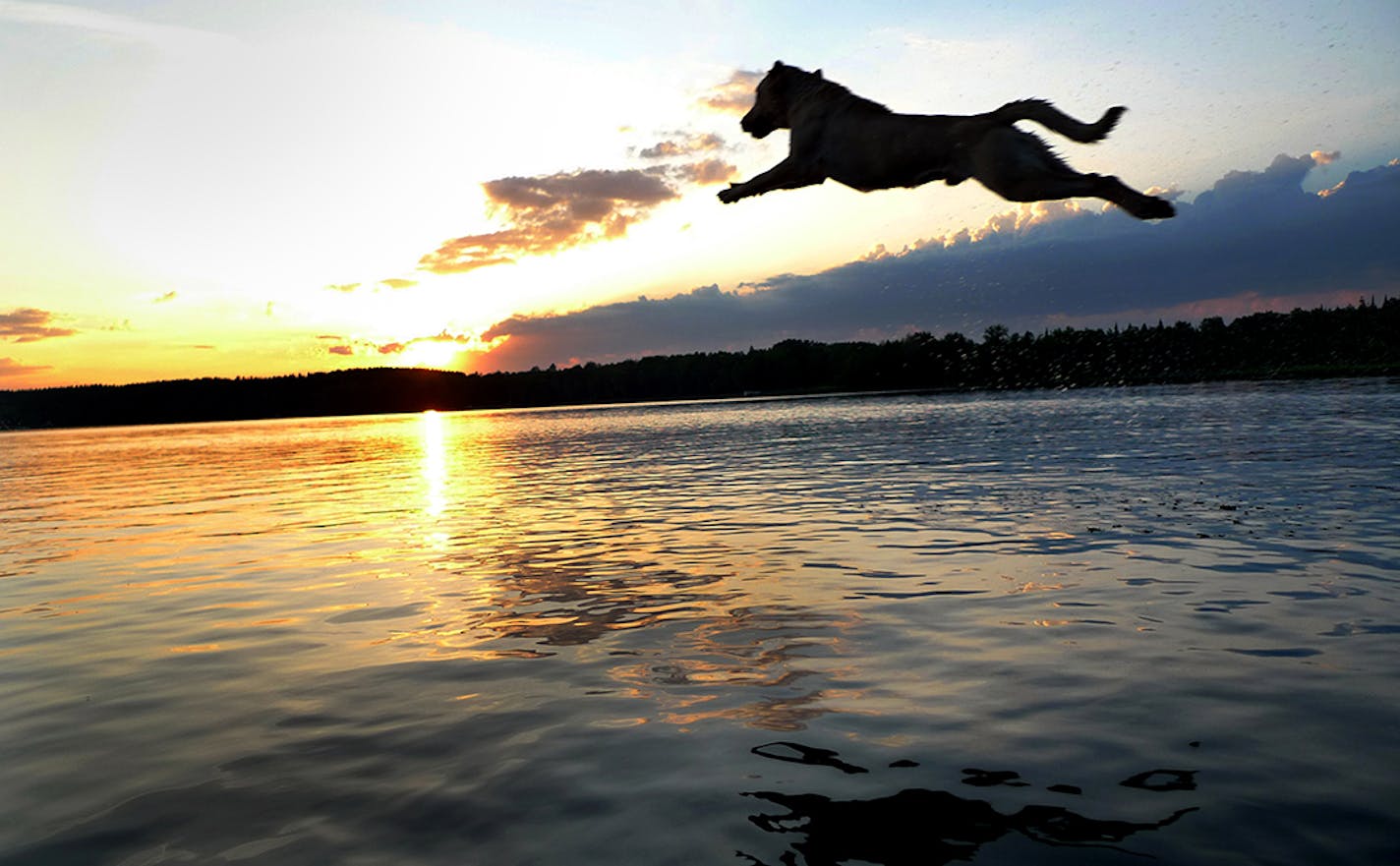 Even as the sun set on Eagle Lake, Albert never tired of launching himself from the dock to retrieve a ball. A family favorite, this photo was taken the year he entered the Jones family, in 2010, in Crow Wing County. (Courtney Perry)