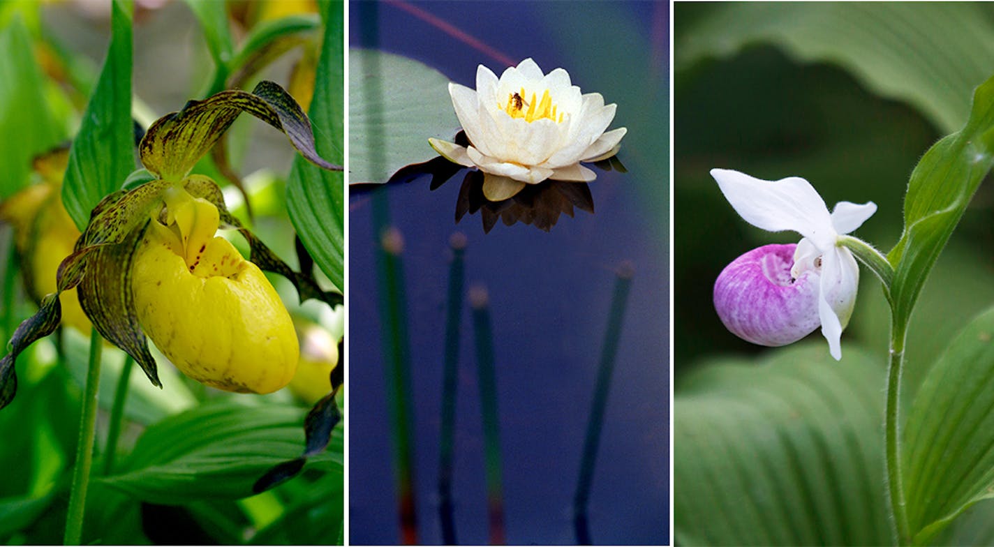 The wild lady slipper, left, was chosen as the first state flower, much to the dismay of the Tribune editorial board, which thought the pond lily, center, was the best choice. But it was the showy lady slipper that got the honor.