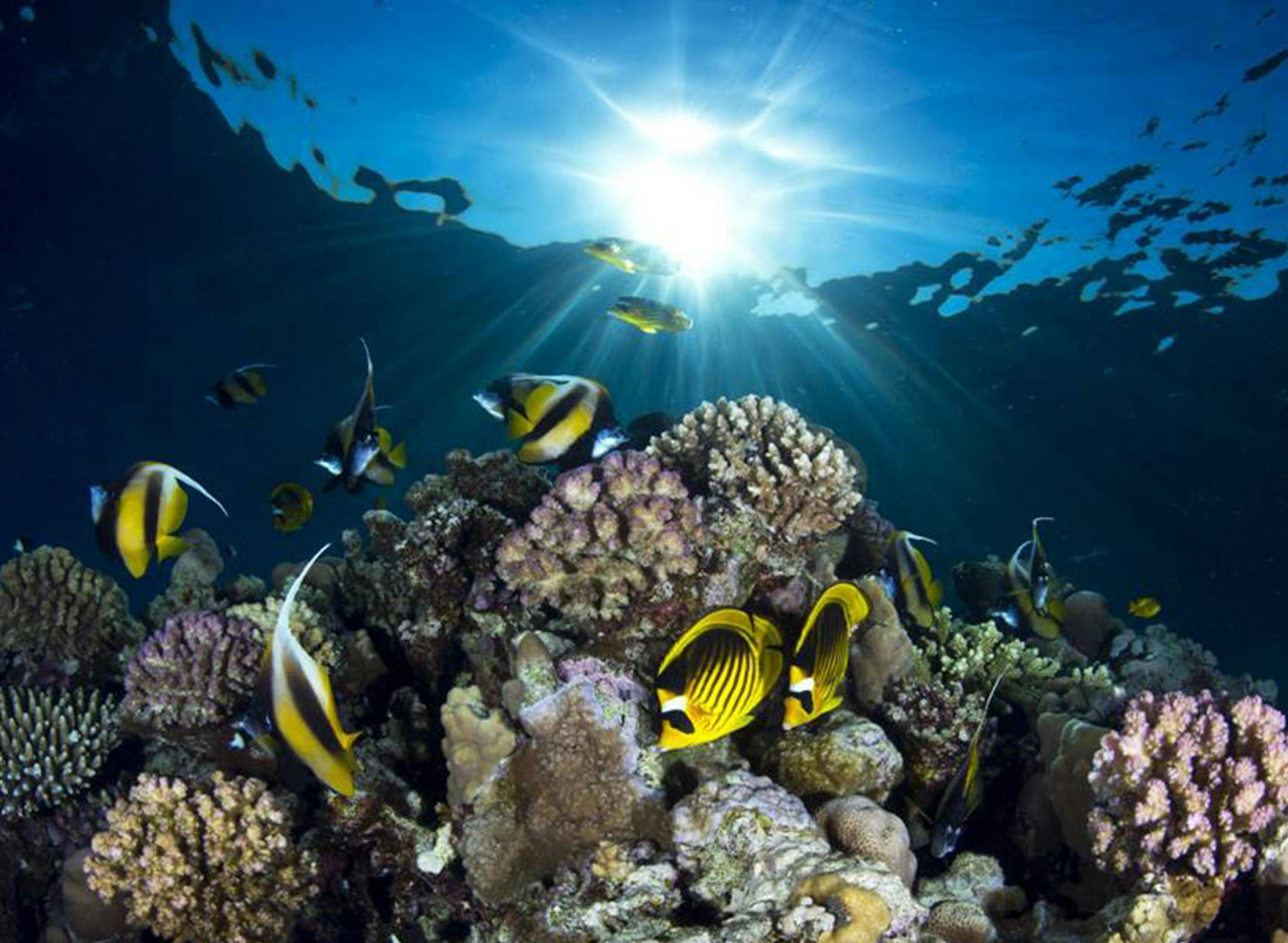 HANDOUT IMAGE: Wide-angle Category - 3rd Place - 2013 University of Miami Underwater Photo Contest. Raccoon butterfly fish and angelfish on a reef in the Red Sea, near Sharm el Sheik, Egypt. (Photo by Pietro Cremone / Courtesy of University of Miami)