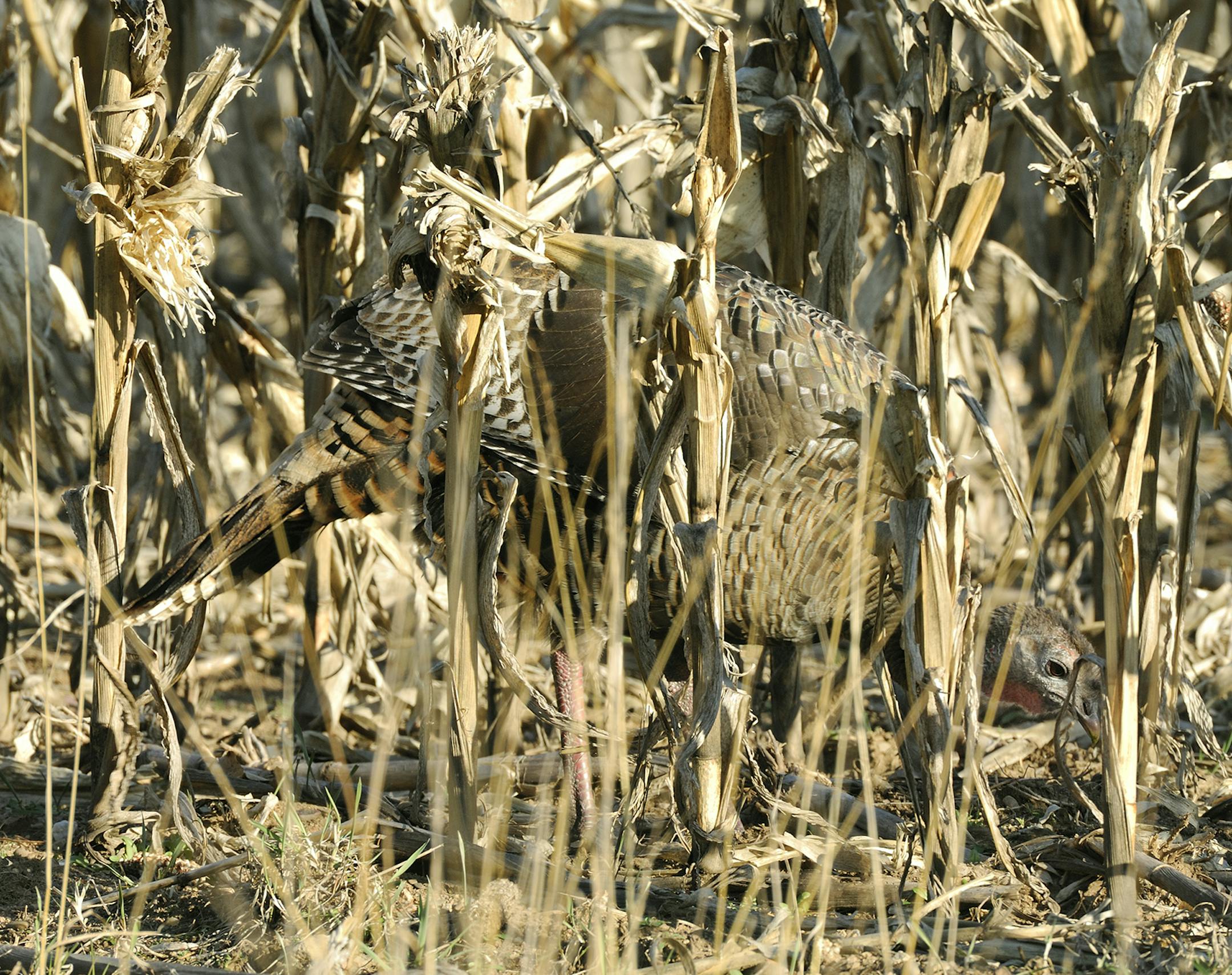You'll have to look very closely to spot a hen eastern wild turkey as it feeds in a picked cornfield.