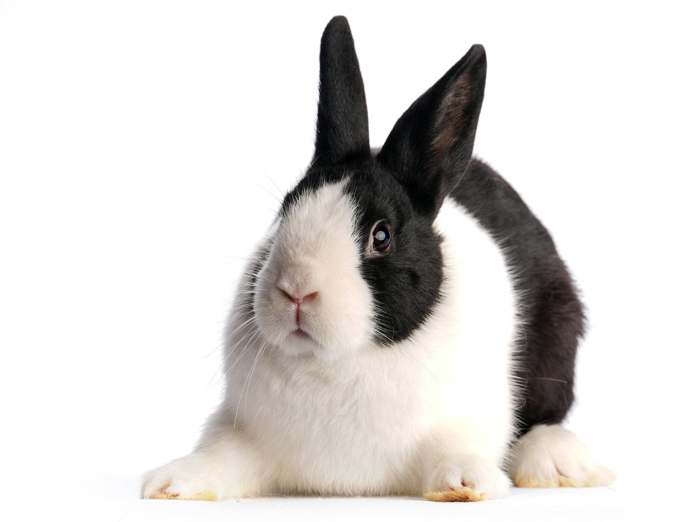 A Dutch rabbit shown by Erik Bengtson of Canton, Minn.