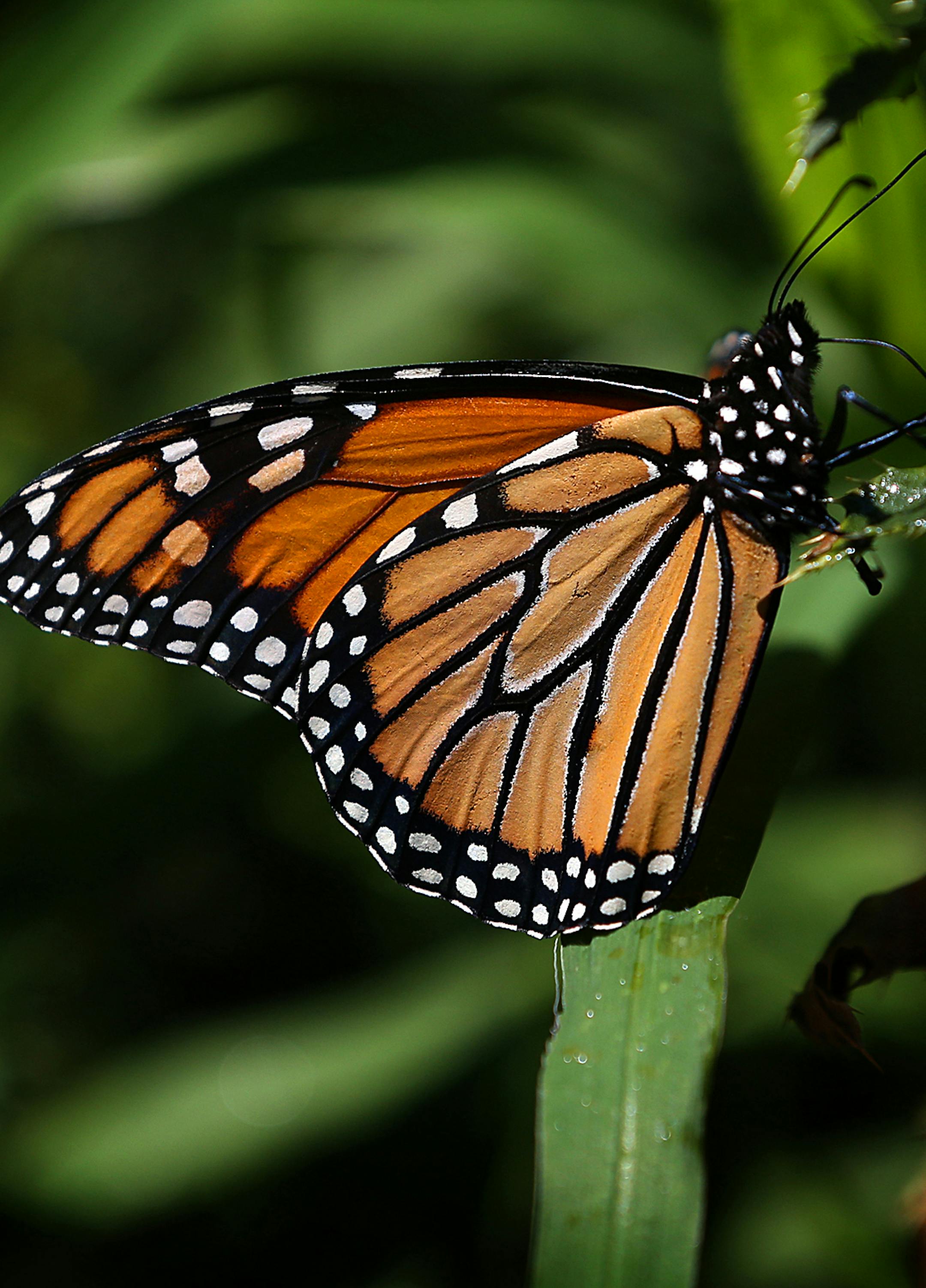 A monarch butterfly was brightly illuminated by the sun as it clung to a plant at Sunfish Lake Park in the City of Ramsey. ] JIM GEHRZ ï james.gehrz@startribune.com / Ramsey, MN / July 29, 2015 / 10:00 AM ñ BACKGROUND INFORMATION: The first Nice Ride-style canoe and mountain bike service is in the works! The city of Ramsey is partnering with the National Parks Service to open the bike and boat sharing service in the spring of 2016. It could be the first in the state and will allow user
