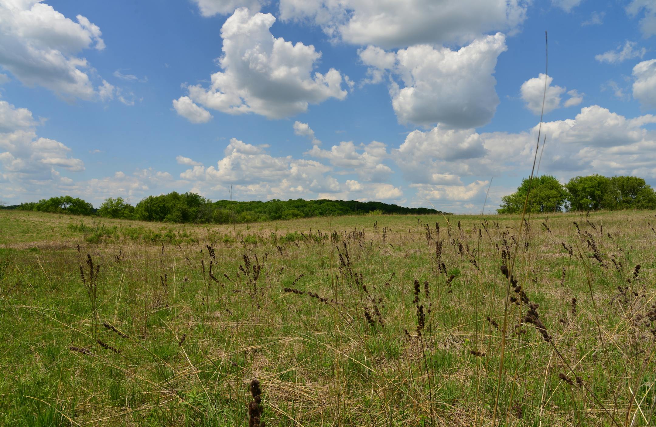 This is the meadow that Doug Dayton restored ] When Doug Dayton bought nearly 100 acres of woods and fields just a few minutes north of Wayzata, he vowed to create a refuge of waving grasslands, knotted walking trails and placid ponds. The place would become a refuge from the demands of running the family department store, and a place to raise his family. He restored nearly 40 acres of native prairie grasslands and forbs, and hand-planted hundreds of plum trees, oaks and pines that now tower ove