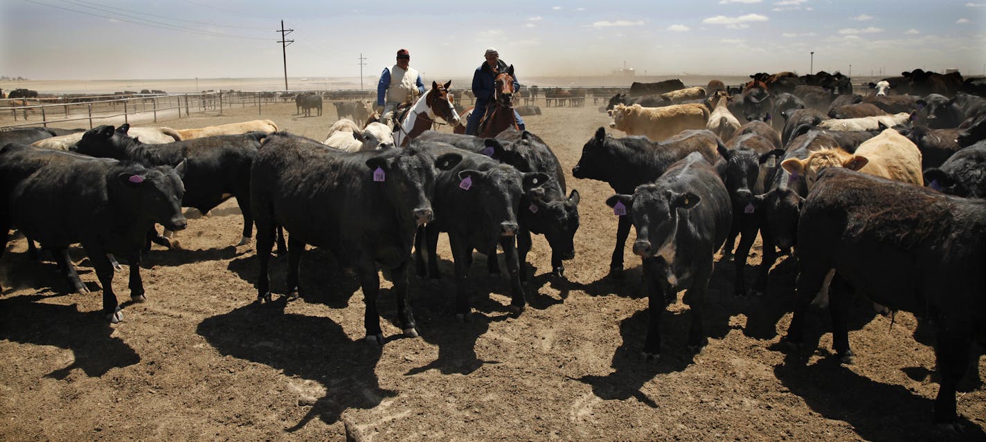 On April 30th, 2014 at the Cargill feedlot in Dalhart, Texas, pen riders Raoul Urquijo and Donnie Messick are some of the employees responsible for managing the herd, some 86,000 heads of cattle including sequestering sick animals that will be given medicine.