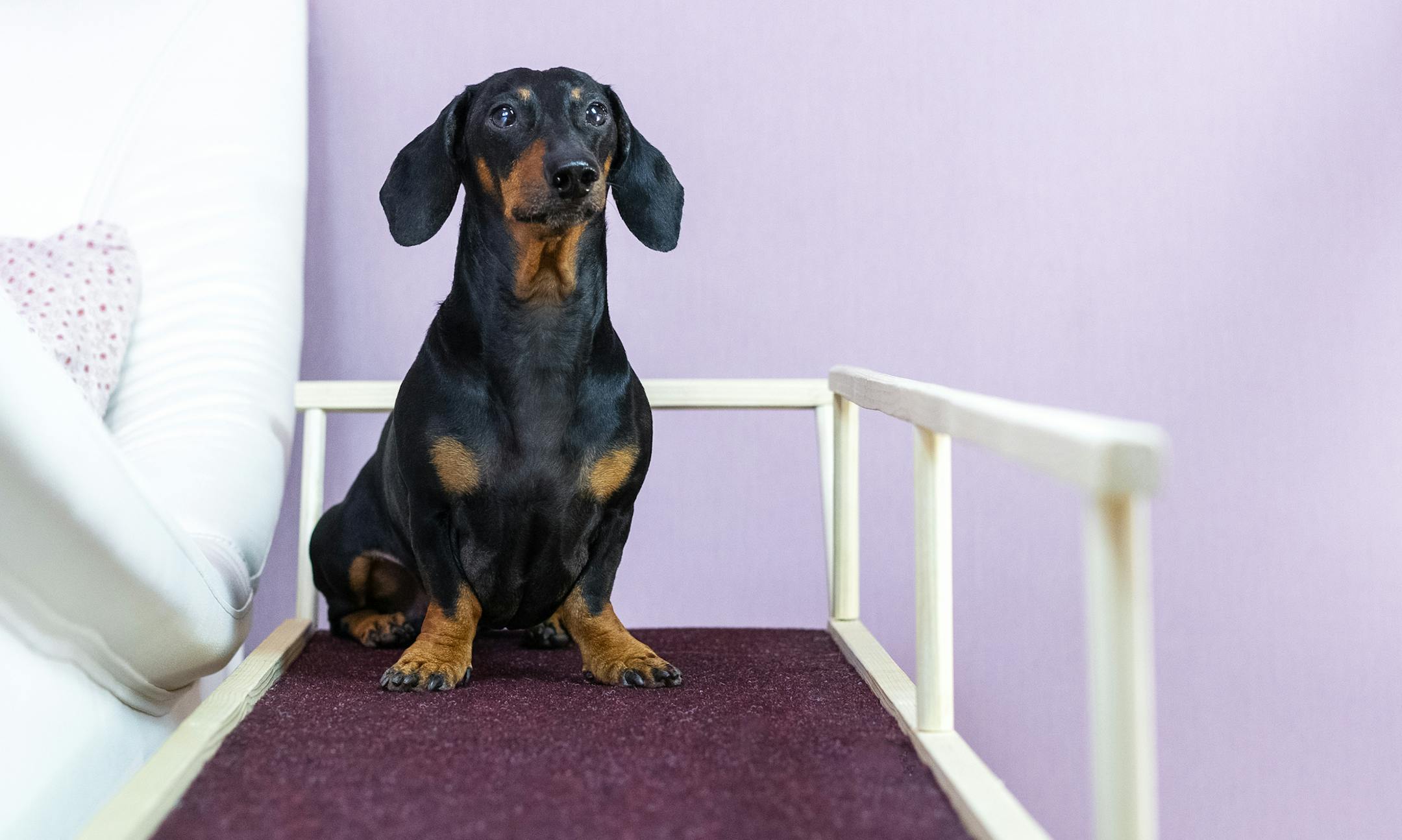 A dachshund dog, black and tan, sits on a home ramp. Safe of back health in a small dog.