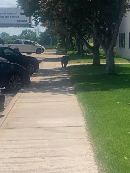 Stephanie Oostenink saw the bear walking on a sidewalk by her workplace.