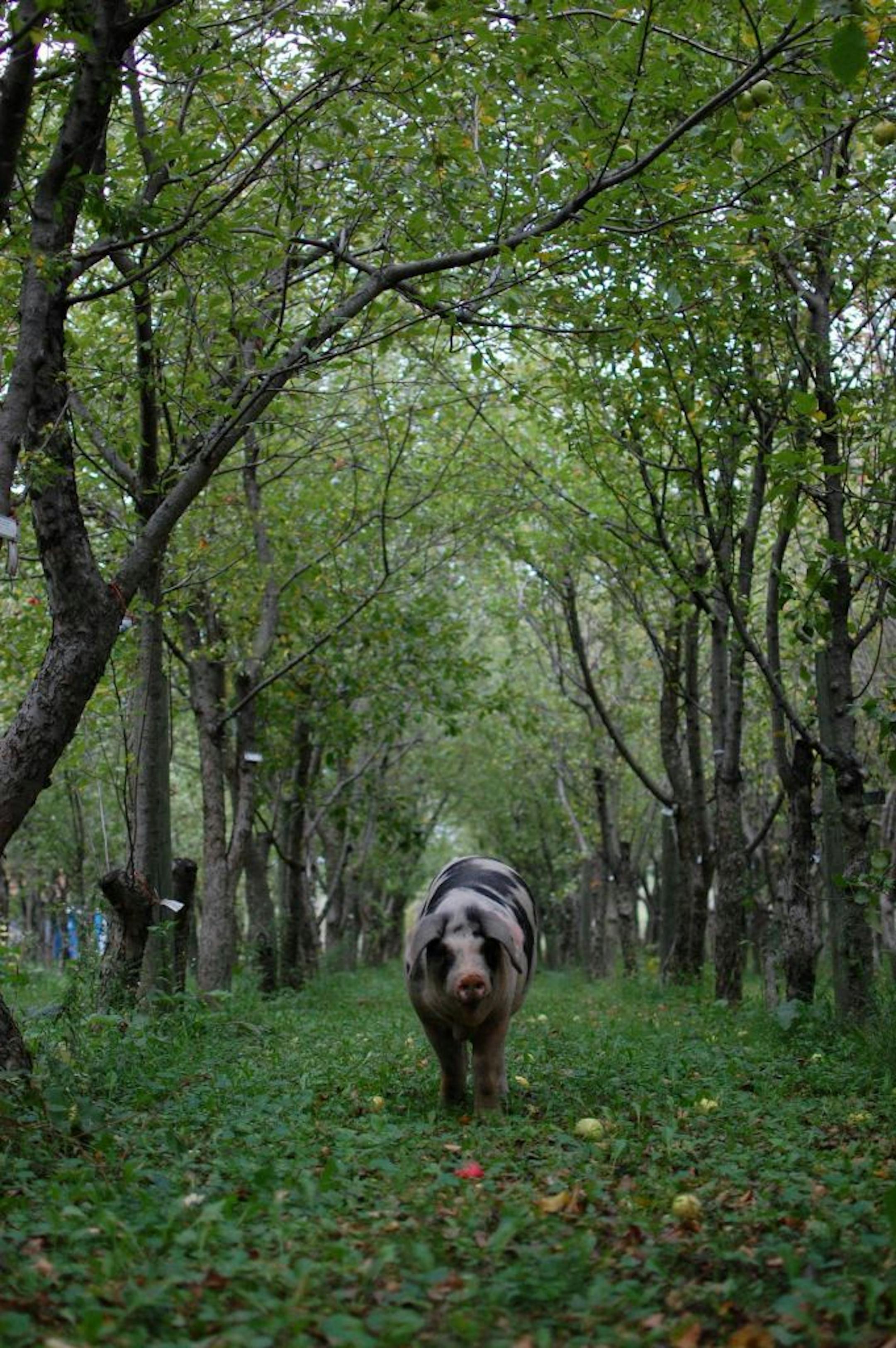 Gloucestershire Old Spots roam the Seed Saver's Exchange's Heritage Farm just outside Decorah, Iowa.