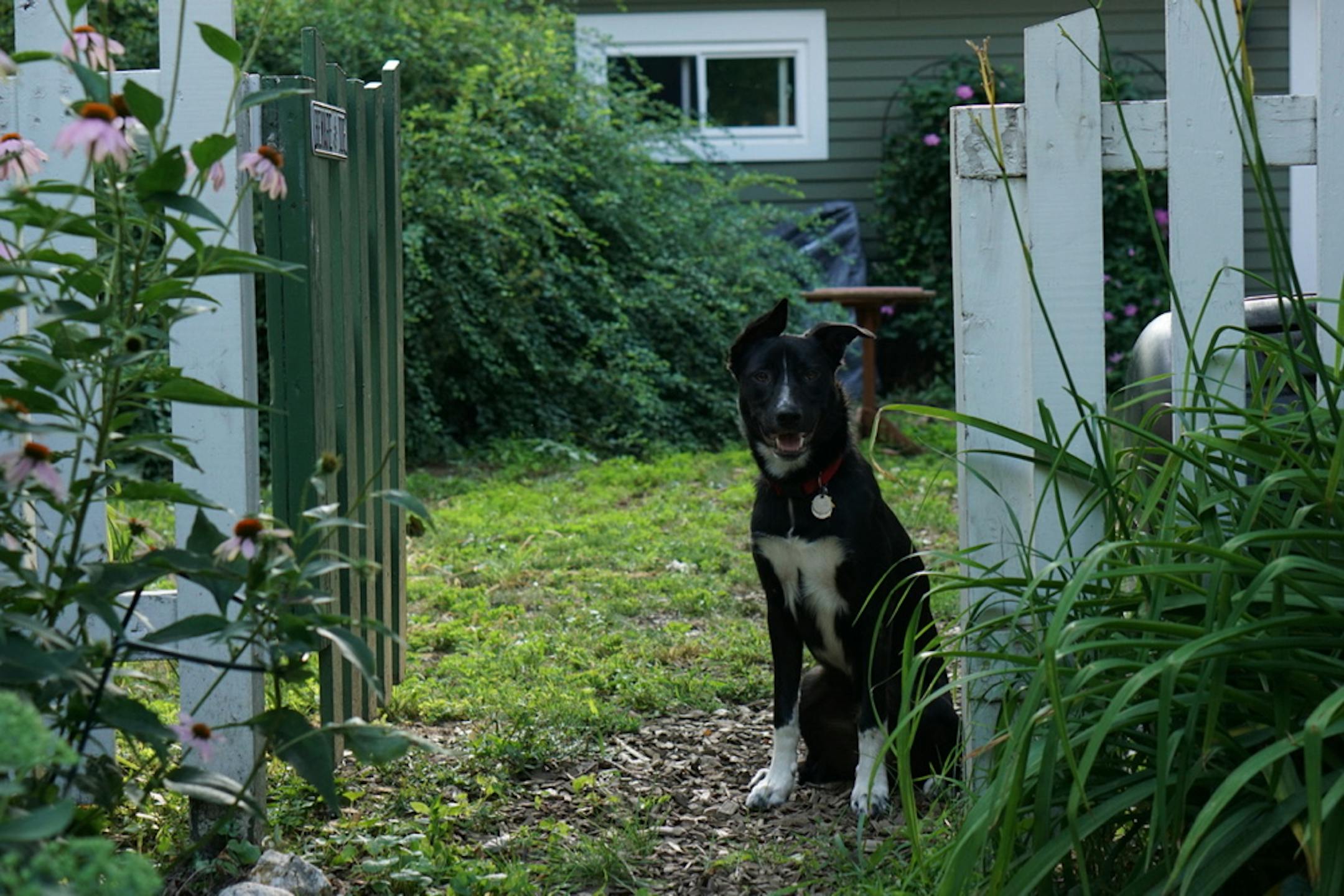 Angus ponders the concept of freedom.