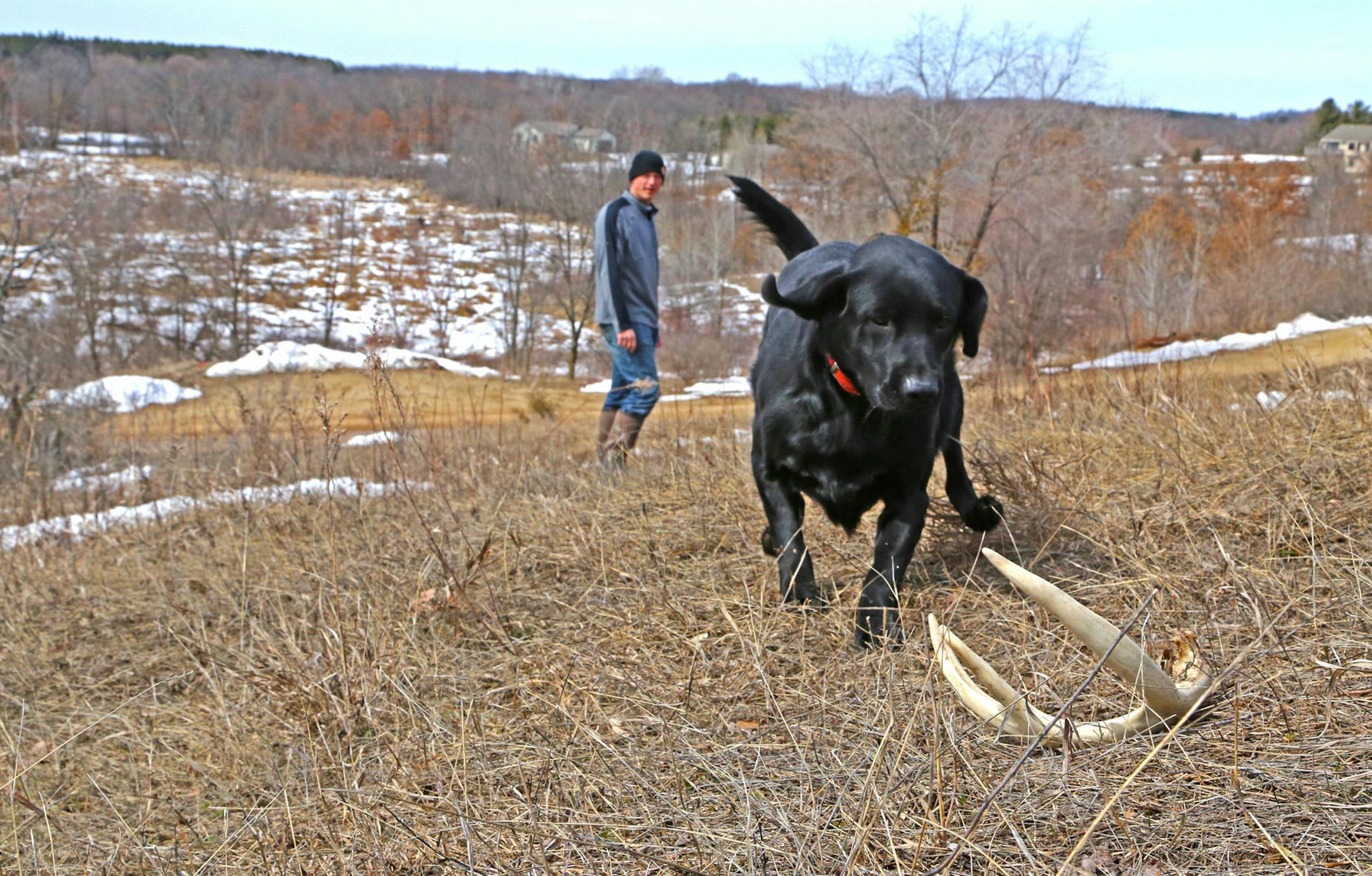 Lester, an 18-month-old Labrador, retrieved an antler “shed’’ while training for the World Shed Dog Championships next weekend near Northfield.