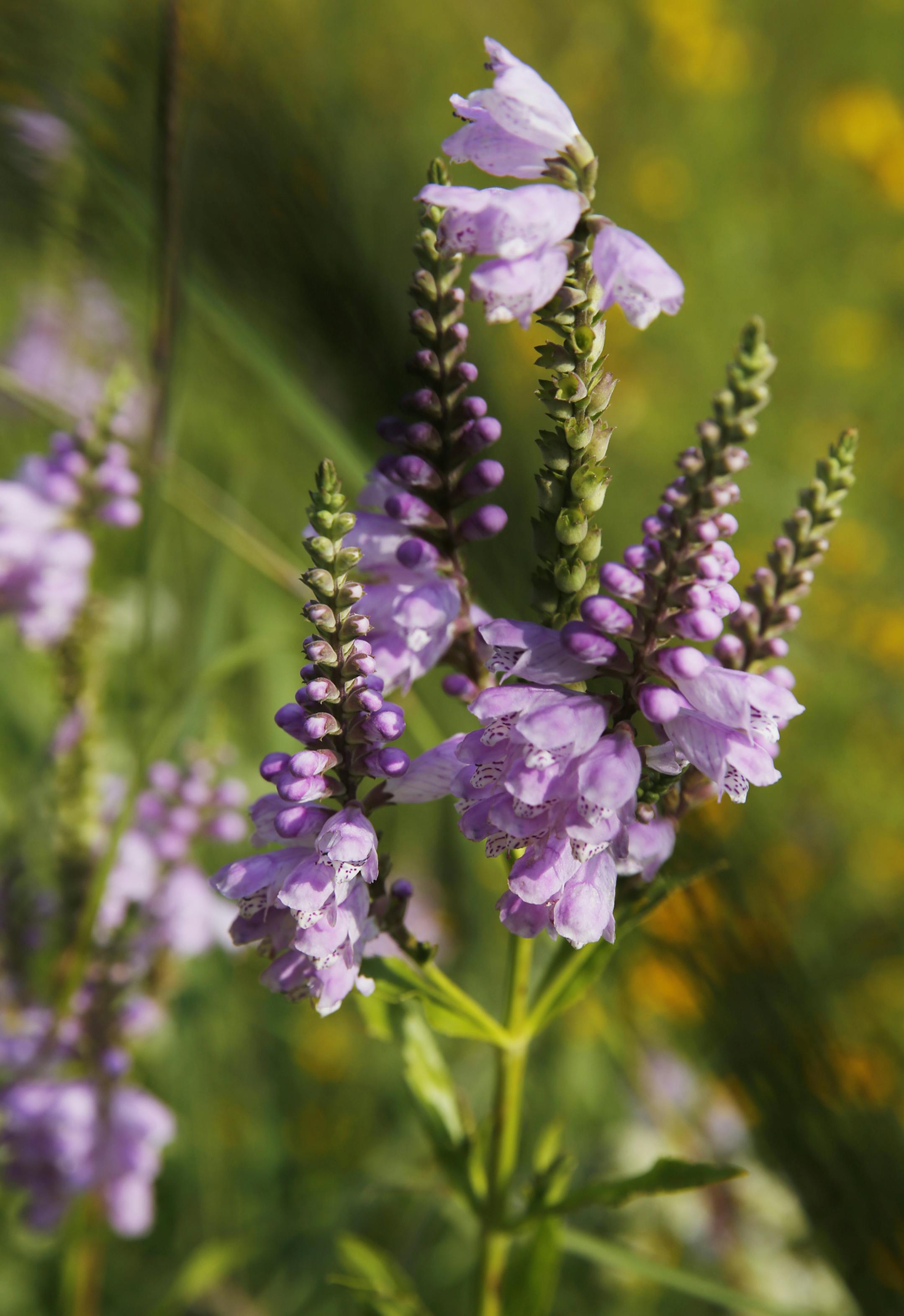 On Nicollet Ave South near the Civic Center, the city of Burnsville has turned an entire hillside in front of city hall from turf grass to a beautiful field of prairie grasses and wild flowers including these Obedient plants. ]tsong-taataarii@startribune.com