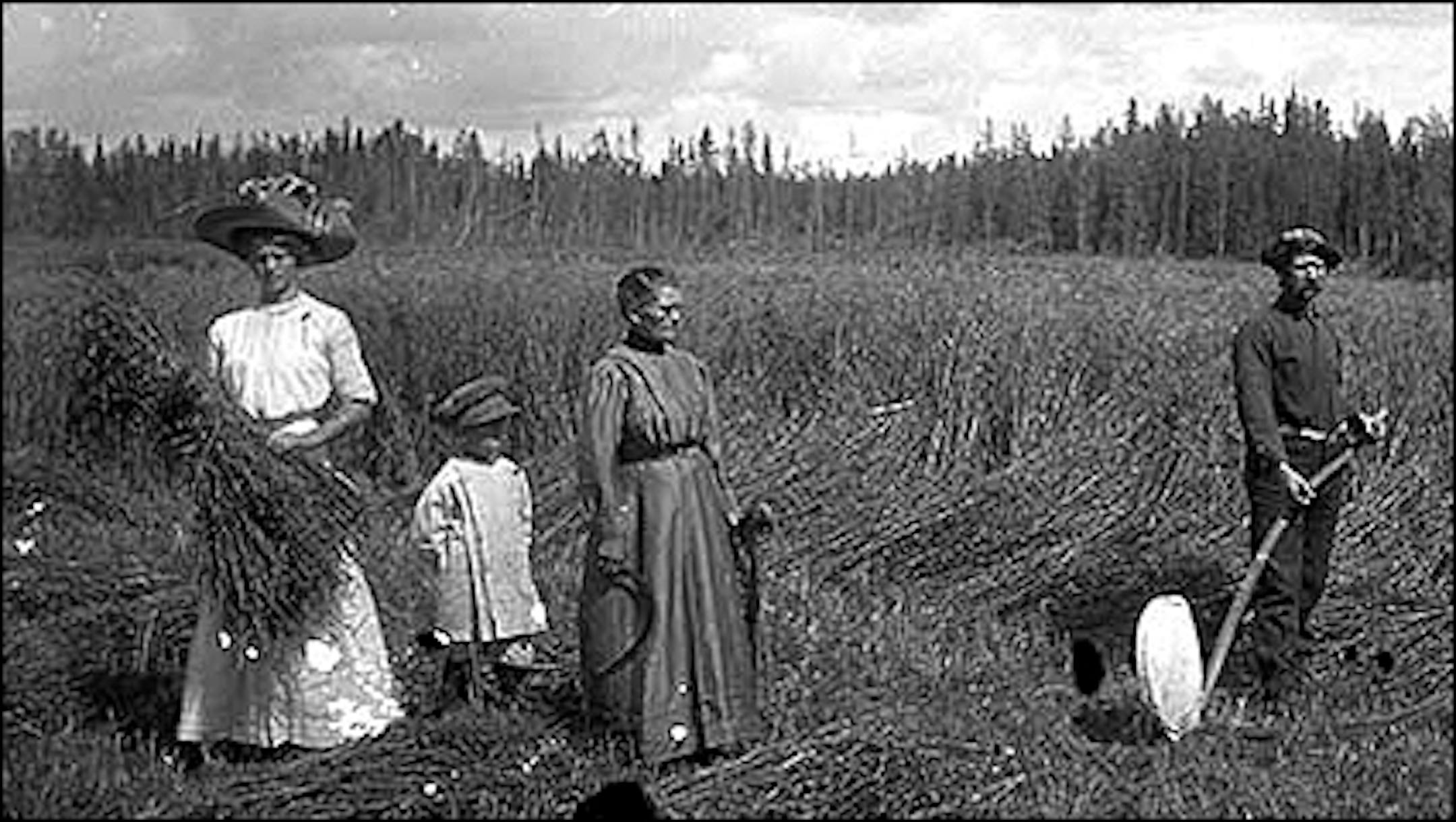 Oat harvest in Beltrami County, 1910