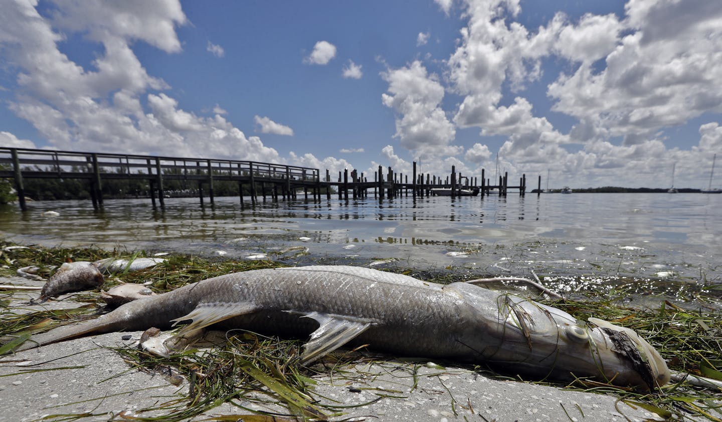 In this Monday Aug. 6, 2018 photo, a dead Snook is shown along the water's edge in Bradenton Beach, Fla. From Naples in Southwest Florida, about 135 miles north, beach communities along the Gulf coast have been plagued with red tide. Normally crystal clear water is murky, and the smell of dead fish permeates the air