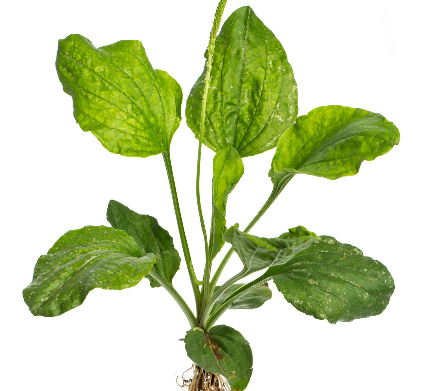 healing plants: broadleaf plantain (Plantago major L.) - whole plant on white background