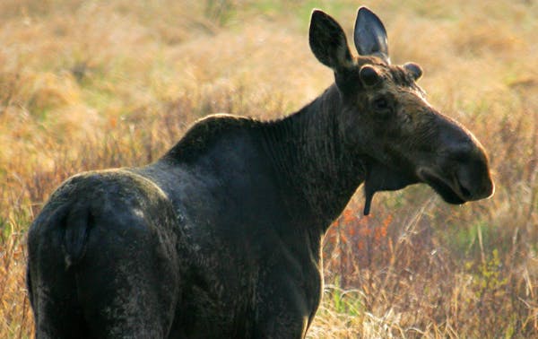 Scientists have pinpointed the primary culprit behind the ever-shrinking numbers of moose in Minnesota.