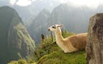 Viewfinders reader travel photo: Llama has the best view at Machu Picchu