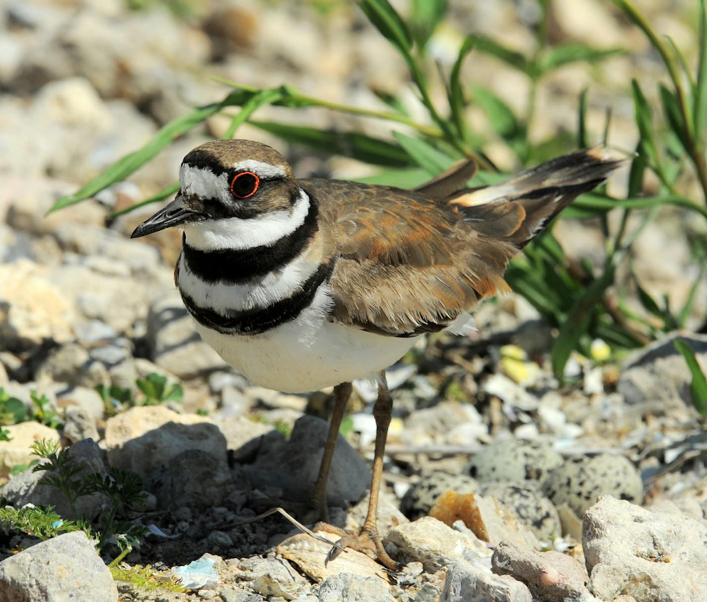 Killdeer eggs are deposited in a scrape on the ground (see eggs to the right of the bird). credit: Jim Williams