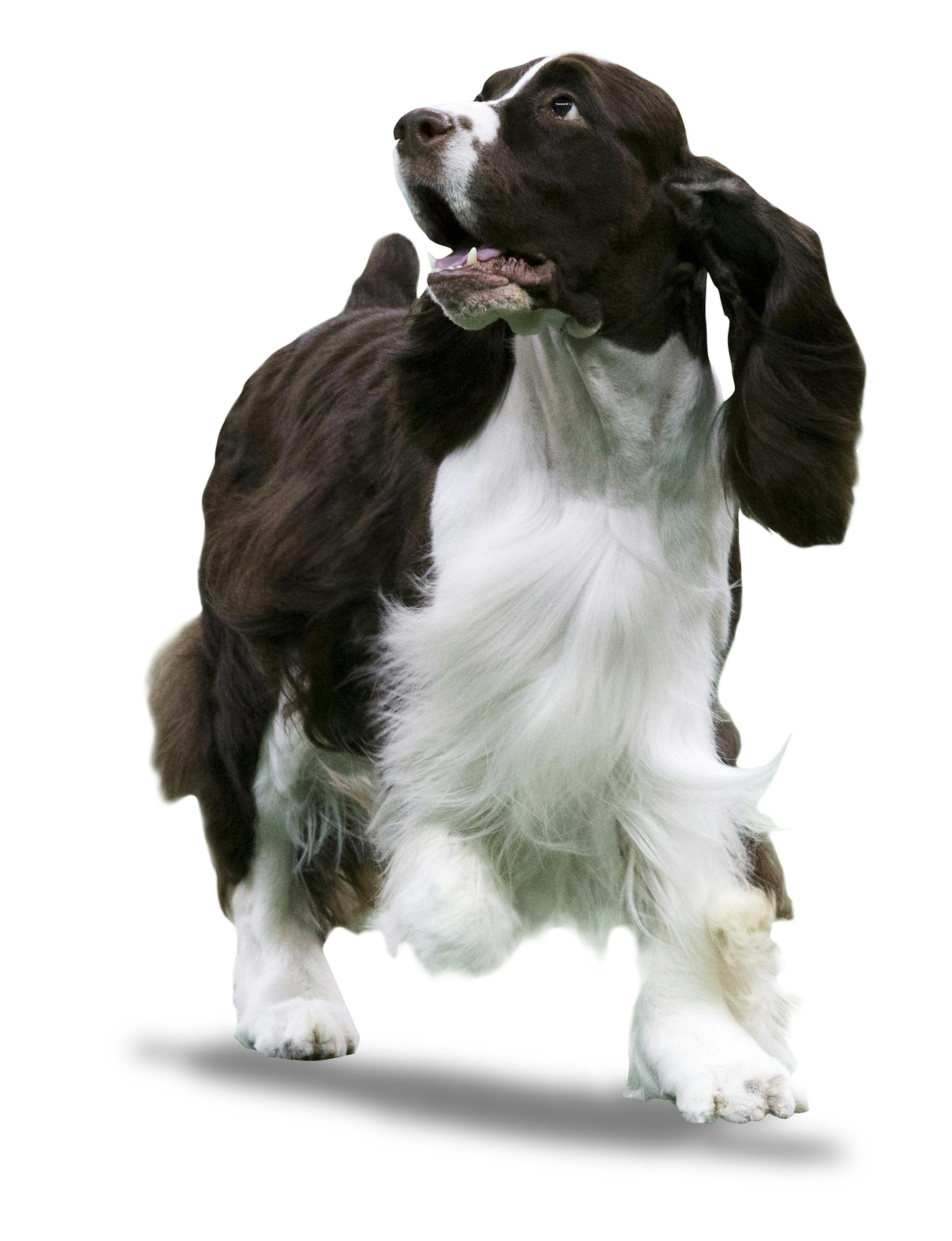 A English springer spaniel is shown in the ring during the sporting group competition at the 140th Westminster Kennel Club dog show, Tuesday, Feb. 16, 2016, at Madison Square Garden in New York. (AP Photo/Mary Altaffer) ORG XMIT: MIN2016030916370422