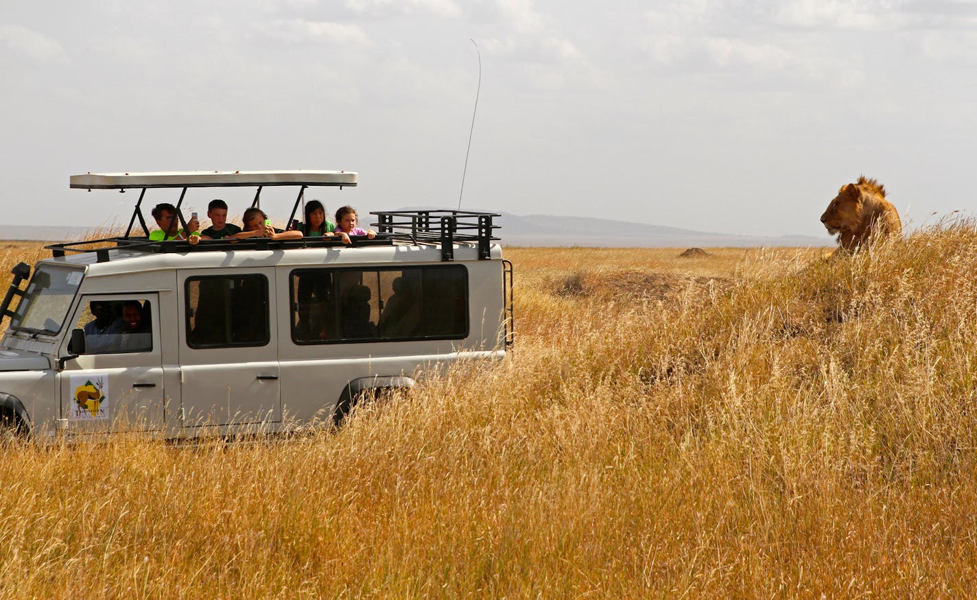 Visitors on a safari got a close look at a lion in Tanzania's Serengeti National Park.