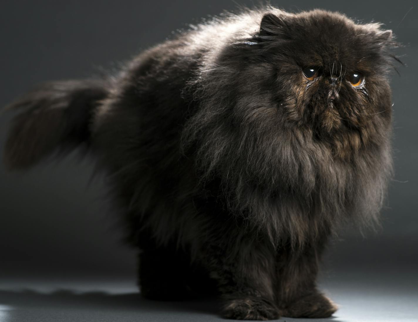 Betrayal, also called "Tray" by his owner, Linda Mae Baker, is a black, pure-bred Persian male cat. ] (Aaron Lavinsky | StarTribune) Betrayal, a black pure-bred male Persian cat, is photographed in the home of owner Linda Mae Baker on Tuesday, Jan. 13, 2015.