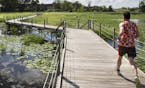 A jogger runs on the elevated walkway that juts through Lake Camelot in Plymouth on Monday, July 27, 2015. ] LEILA NAVIDI leila.navidi@startribune.com