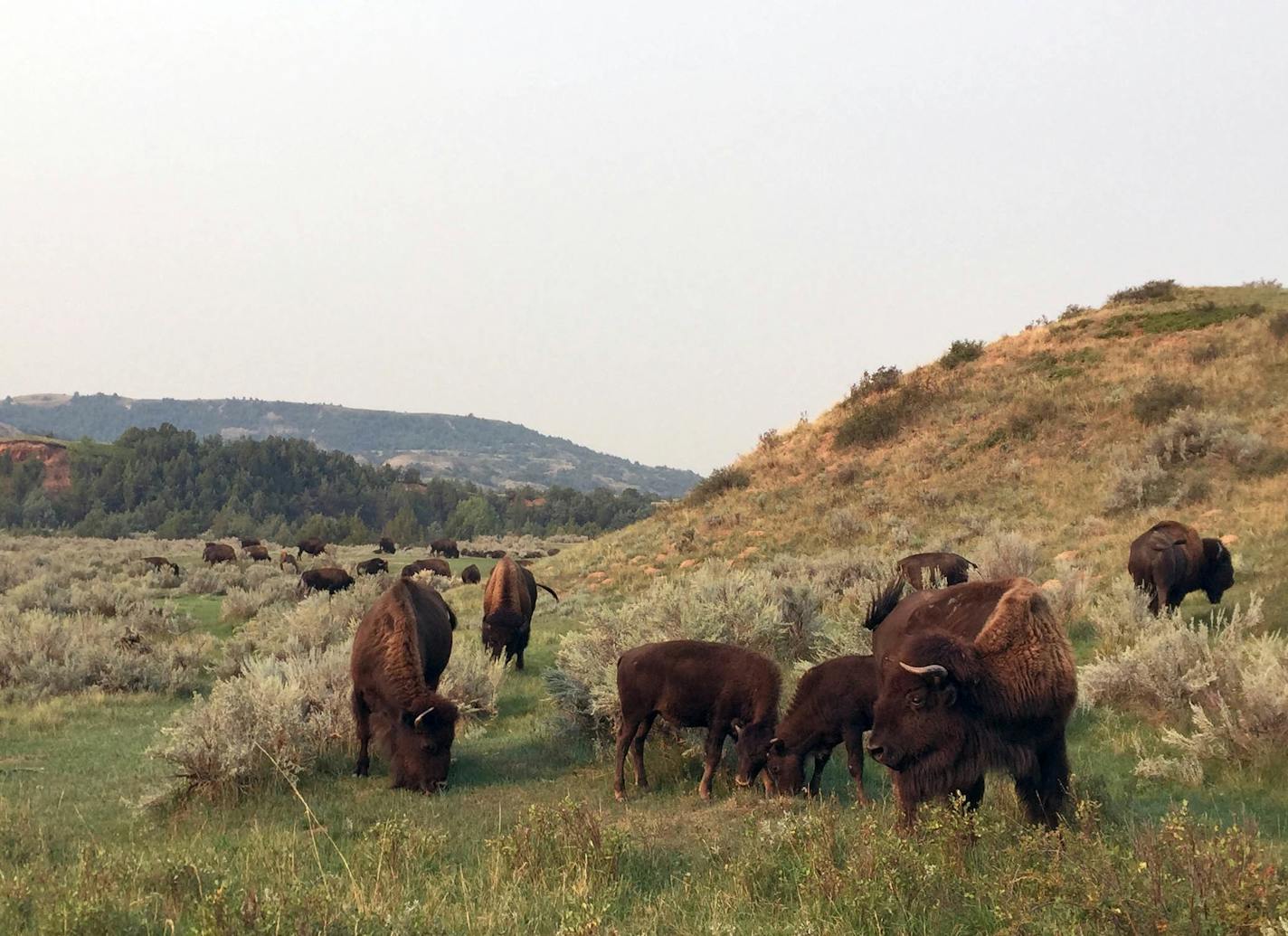 FILE -This Sept. 3, 2017, file photo shows bison grazing at Theodore Roosevelt National Park in Medora, N.D. A company began site work Monday, July 16, 2018, for an oil refinery about 3 miles from the park in western North Dakota. Several environmental groups oppose the refinery, fearing it will impact the park's scenery. (AP Photo/Beth J. Harpaz, File)