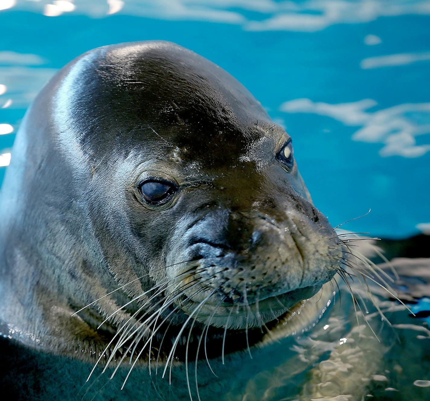 "Nani," a Monk Seal, made her way around her new habitat at the Minnesota Zoo, Wednesday, May 13, 2015 in Apple Valley, MN. ] (ELIZABETH FLORES/STAR TRIBUNE) ELIZABETH FLORES &#x2022; eflores@startribune.com