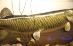 The World Record Muskie? This speciman weighing 69 pounds 8 ounces was caught in 1949 in Lake Court O'Reilles near Hayward, Wis., by Cal Johnson. The 