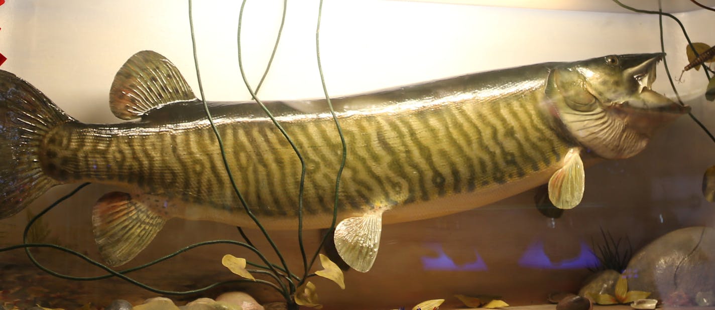 The World Record Muskie? This speciman weighing 69 pounds 8 ounces was caught in 1949 in Lake Court O'Reilles near Hayward, Wis., by Cal Johnson. The mount can be seen in the Mocassin Bar in Hayward.