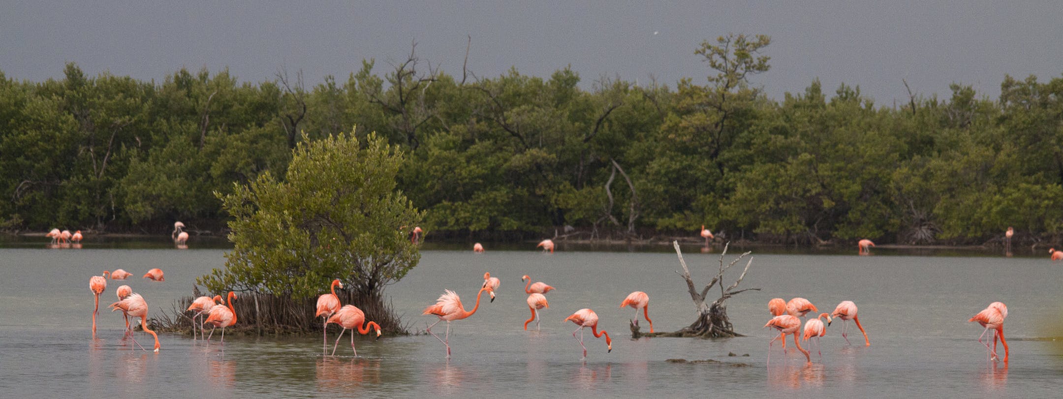 3. Flamingoes travel to Cuba to breed and raise their chicks. photo by Carrol Henderson, special to the Star Tribune
