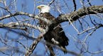 A bald eagle perches in a tree along the Minnesota River near the Xcel Energy Black Dog Generating Station Friday, March13, 2015, in Burnsville, MN.](