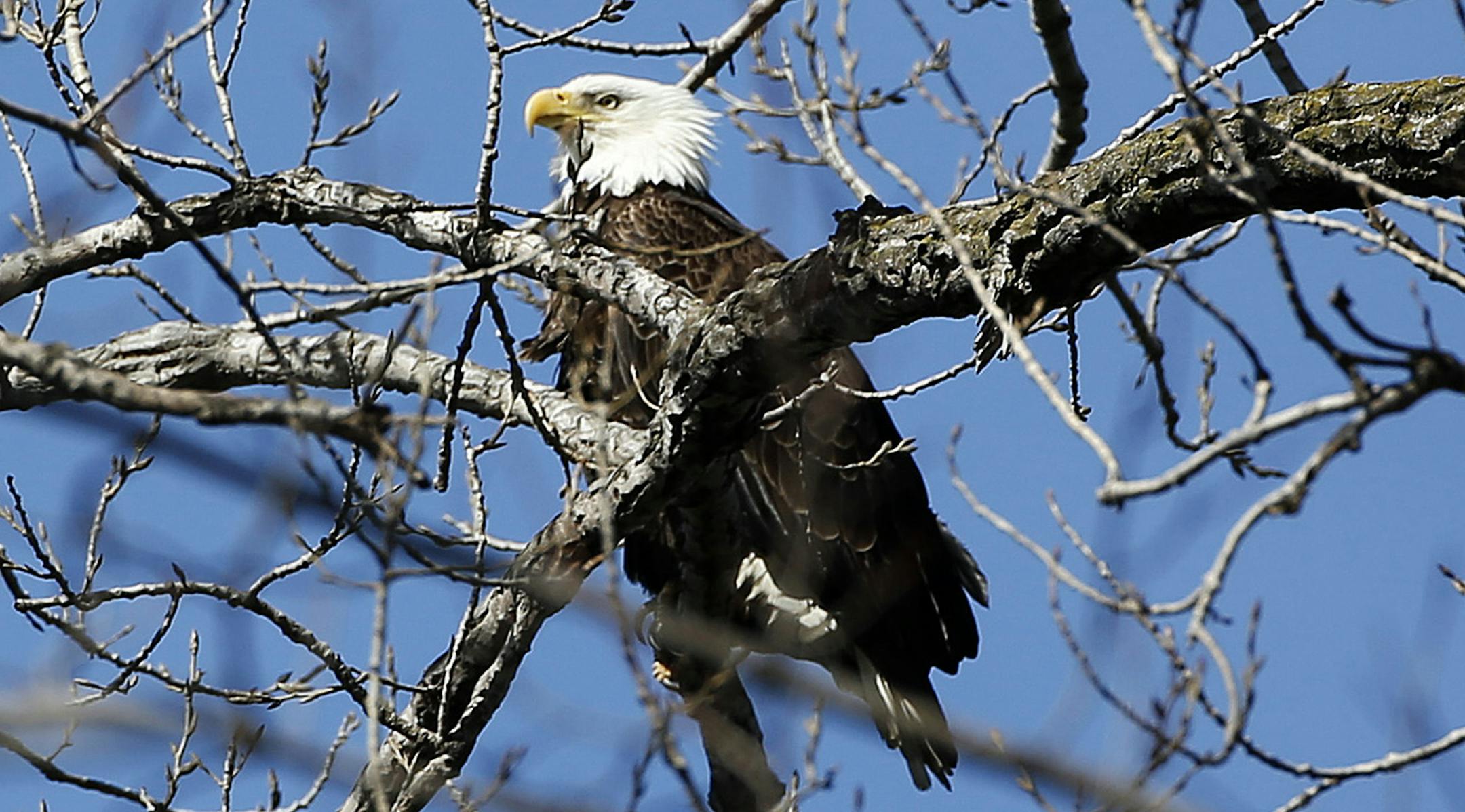 A bald eagle perches in a tree along the Minnesota River near the Xcel Energy Black Dog Generating Station Friday, March13, 2015, in Burnsville, MN.](DAVID JOLES/STARTRIBUNE)djoles@startribune.com A bald eagle perches in a tree along the Minnesota River near the Xcel Energy Black Dog Generating Station Friday, March13, 2015, in Burnsville, MN. ORG XMIT: MIN1503131729253654