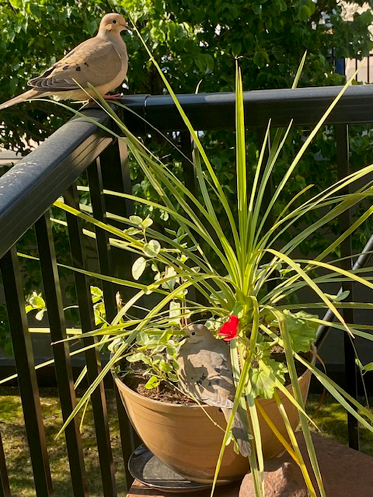 A pair of mourning doves at their balcony nest. The eggs are not visible.