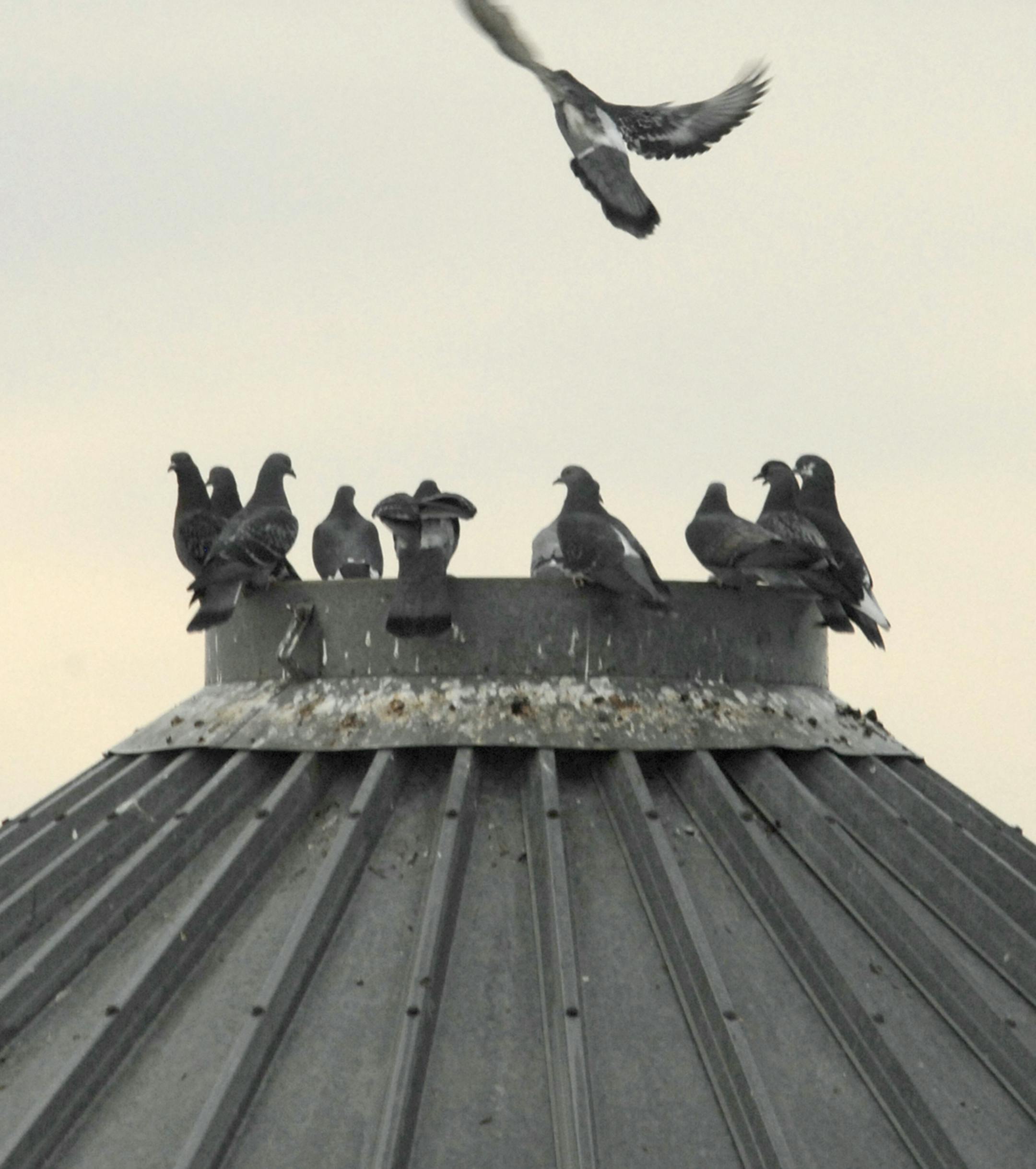 Pigeons on top of a grainary