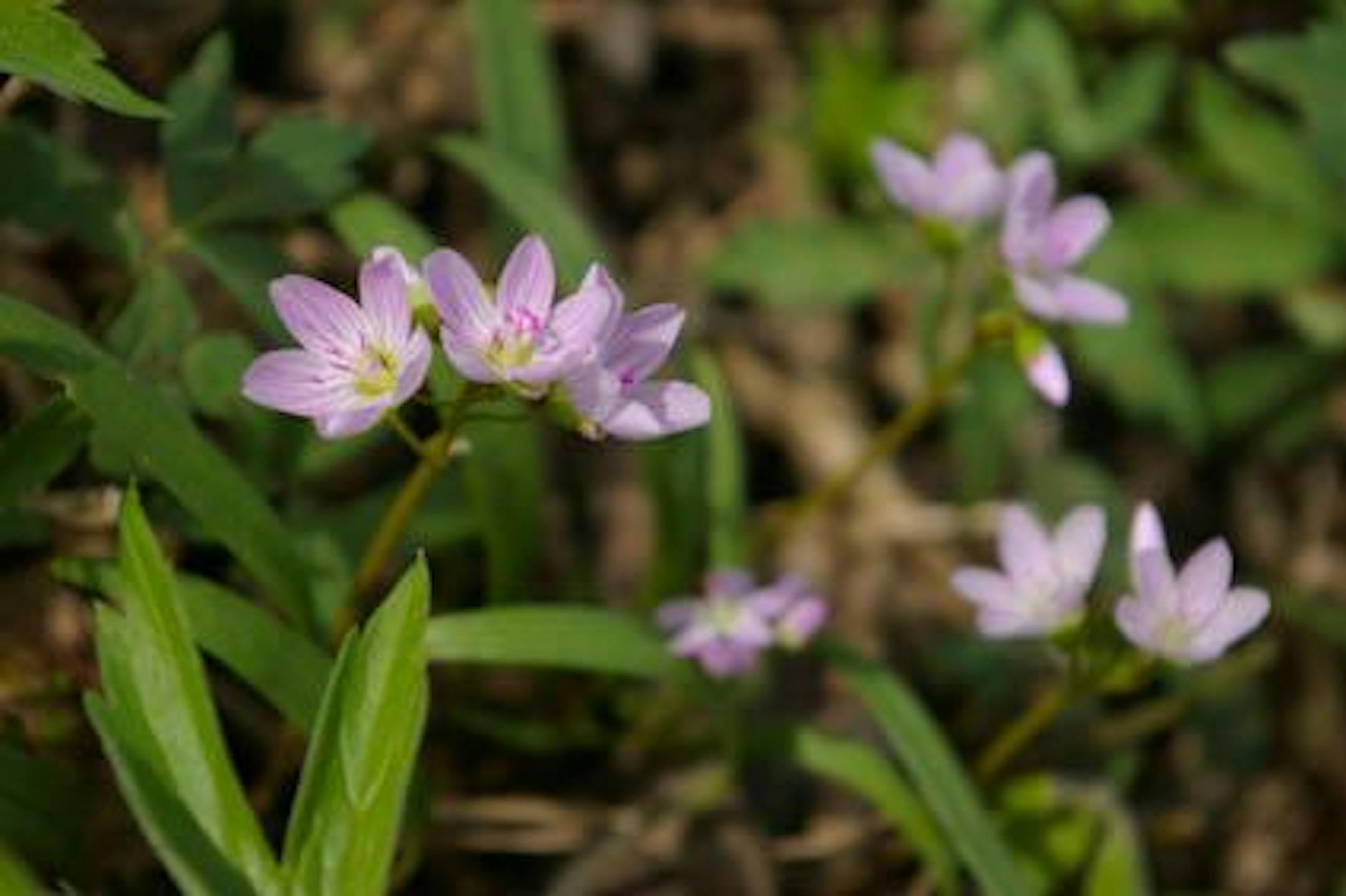 The Spring Beauty is one of a diversity of species of spring wildflower that blooms in southeast Minnesota.