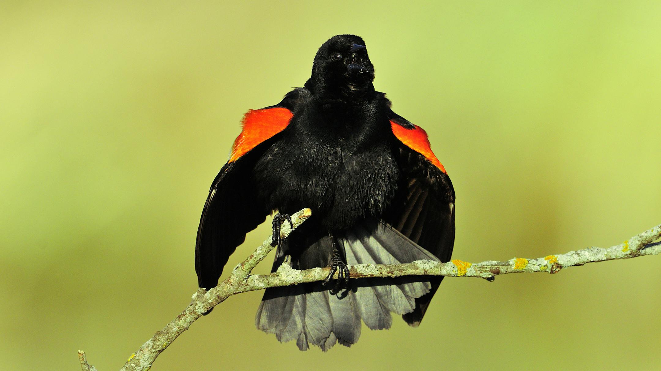 DO NOT USE. ONE-TIME ONLY WITH BILL MARCHEL COPY. Photo by Bill Marchel. Red-winged blackbirds are common along marshy lakeshores. This male is calling as it flashes the signature shoulder patches or epaulettes.