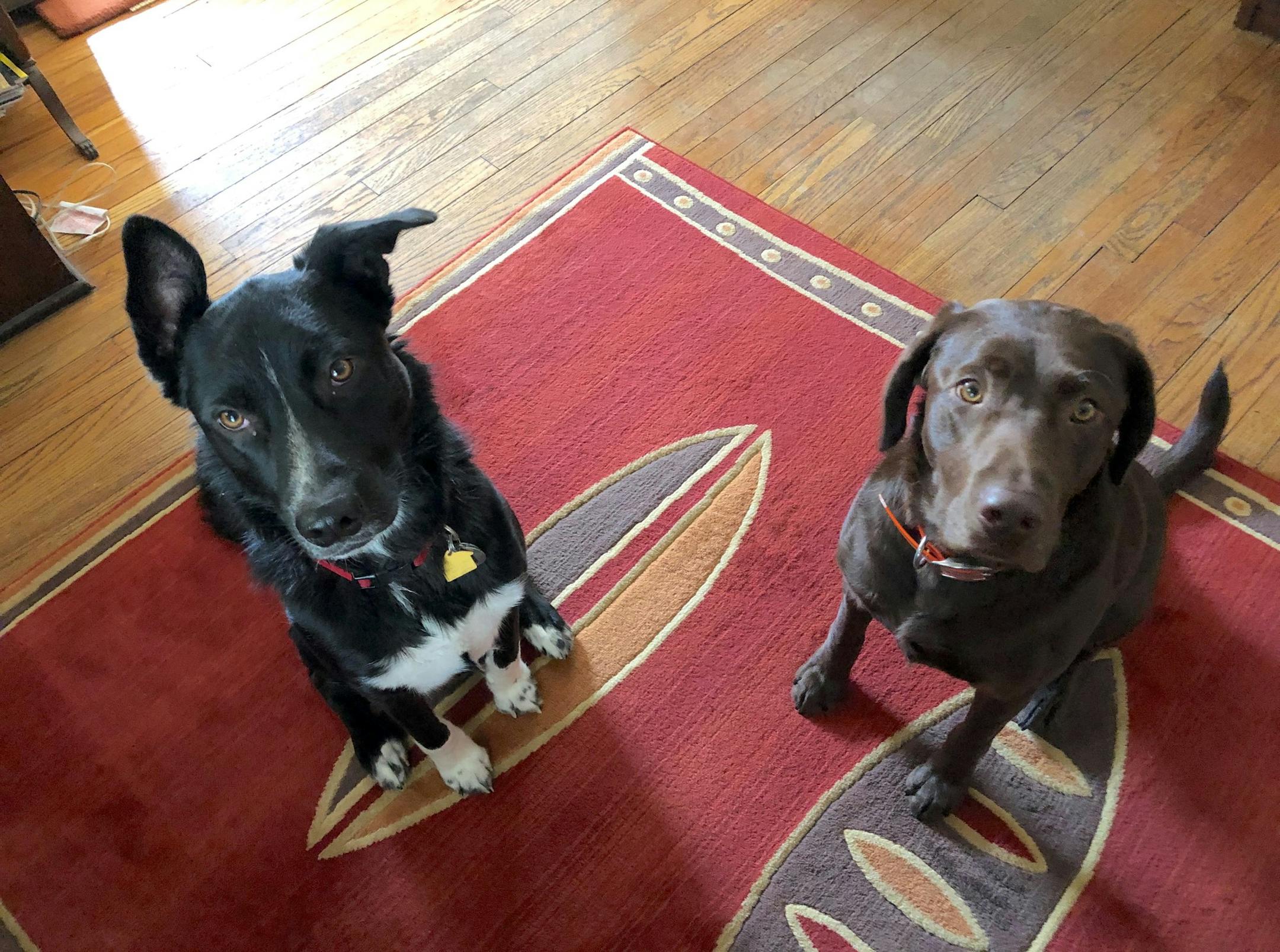 Angus and his buddy, Blue, played hard all weekend. Not pictured: Rosie, who disgraced herself by snarling at Blue.