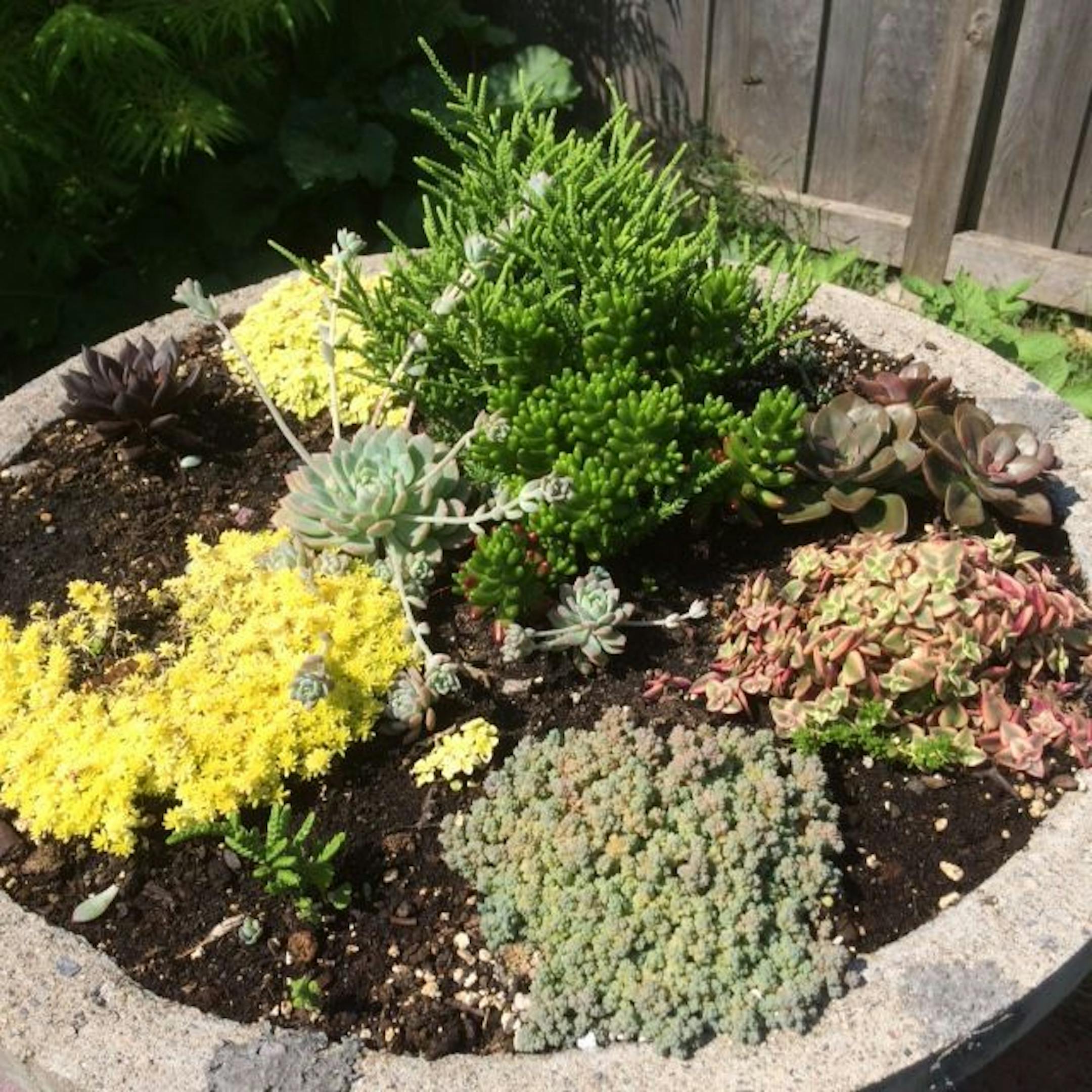 Birdbath garden with succulents