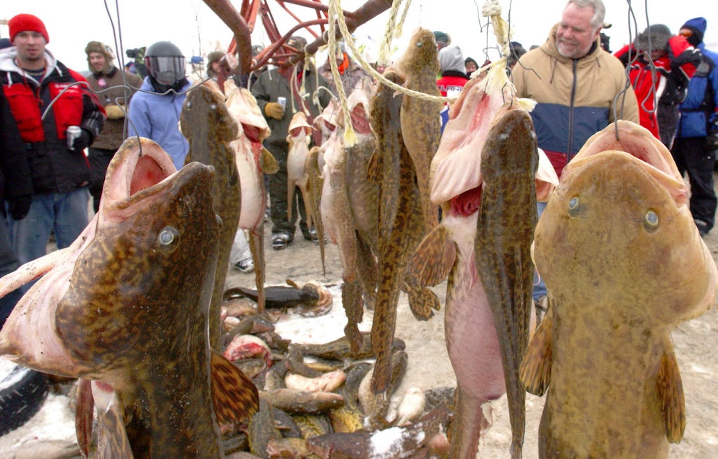 Feb. 11, 2006: Spectators line up to see the eelpout on display on the shores of Leech Lake in Walker, Minn., during the 27th Annual International Eelpout Festival.