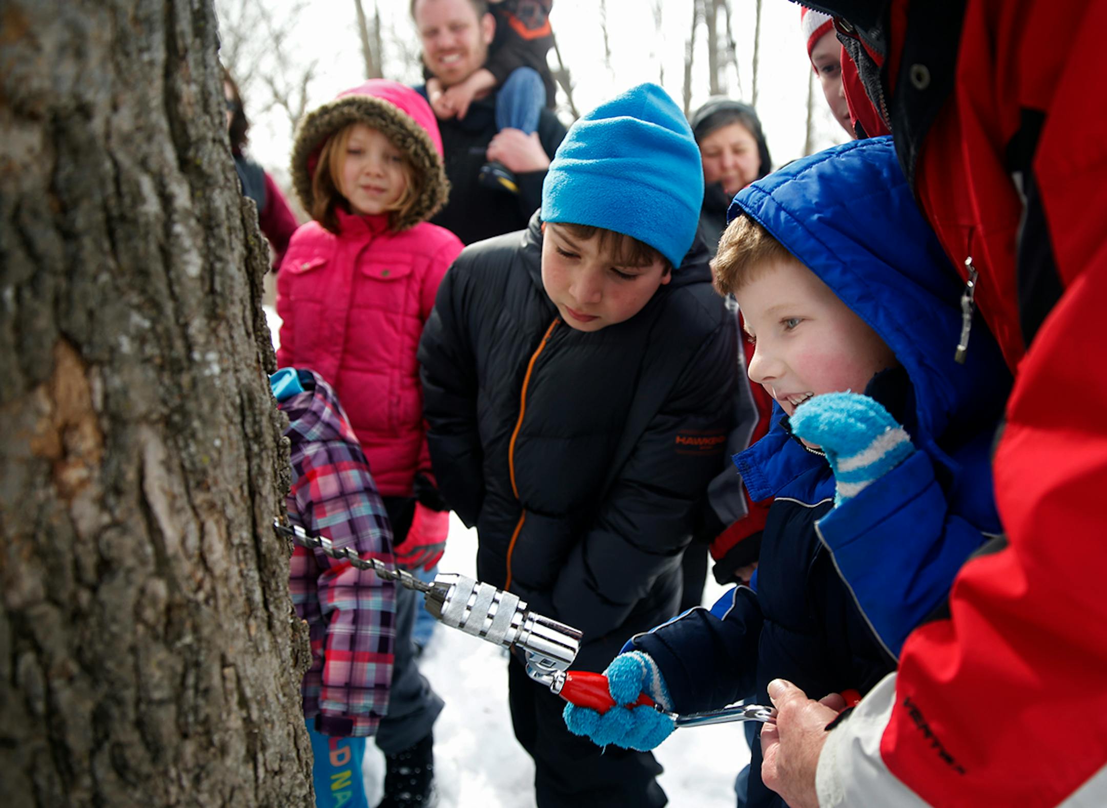 At the Eastman Nature Center at Elm Creek Park Preserve, kids learned how to tap a maple tree to make syrup.