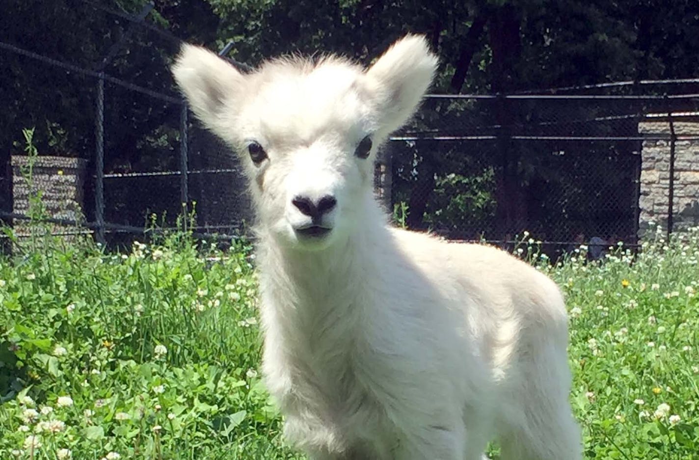 A snowy white female baby Dall's sheep was welcomed June 4 at Como Zoo in St. Paul. The baby lamb named "Rainy."