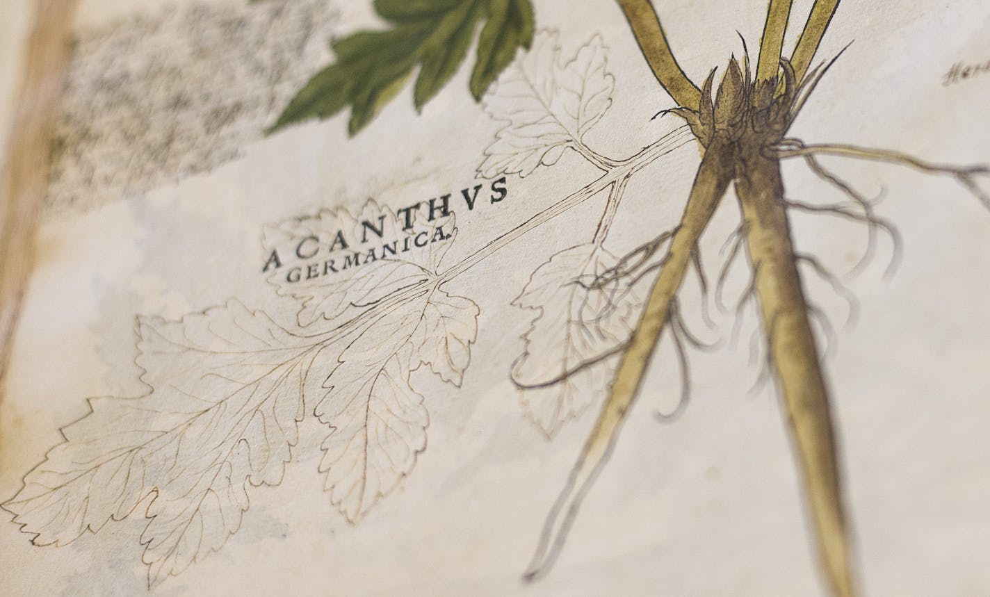 Similar to scribbling notes on the margins of a textbook, it is assumed by curator Lois Hendrickson that a replica drawing was made in the original owner's notes to better understand the structure of the German acanthus plants. The original illustration was a hand-colored woodcut made in the 1540s included in German botanist Leonhart Fuchs' 1542 book "De Historia Stirpium Commentarii Insignes," or "The Distinguished Commentary of the History or Stirpium." ] Timothy Nwachukwu &#x2022; timothy.nwa