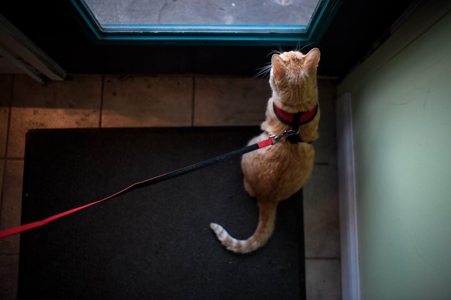 Waconia now requires cat owners to keep their pets on a leash
