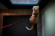 An orange tabby cat sits in front of a door. It has a leash and harness on it