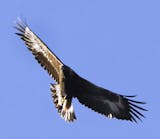 Golden eagle
