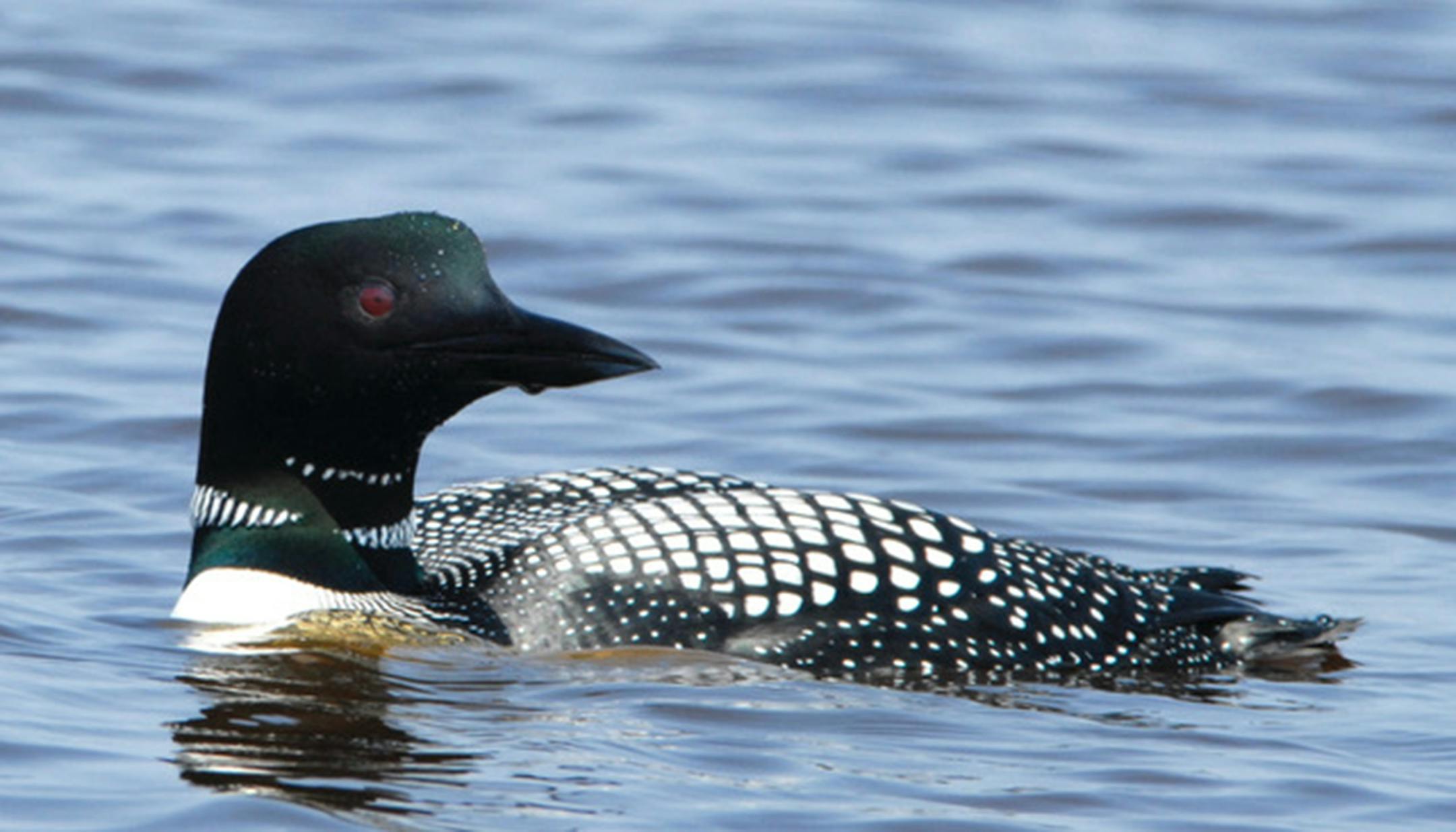 A common loon on a lake looks backward.