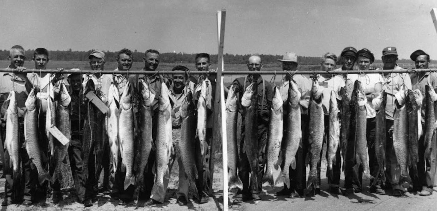 In July 1955, more than 200 big muskies were caught on Leech Lake. Many of the fish were killed-- a sign of ethical times that are long since gone. None of the men in the photo are identified. Photo by Grand Rapids Herald-Review.