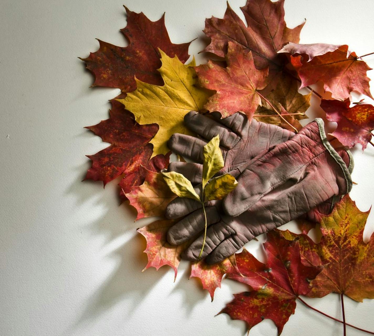 It's time to rake leaves. Save them for compost or use them to mulch your perennials.