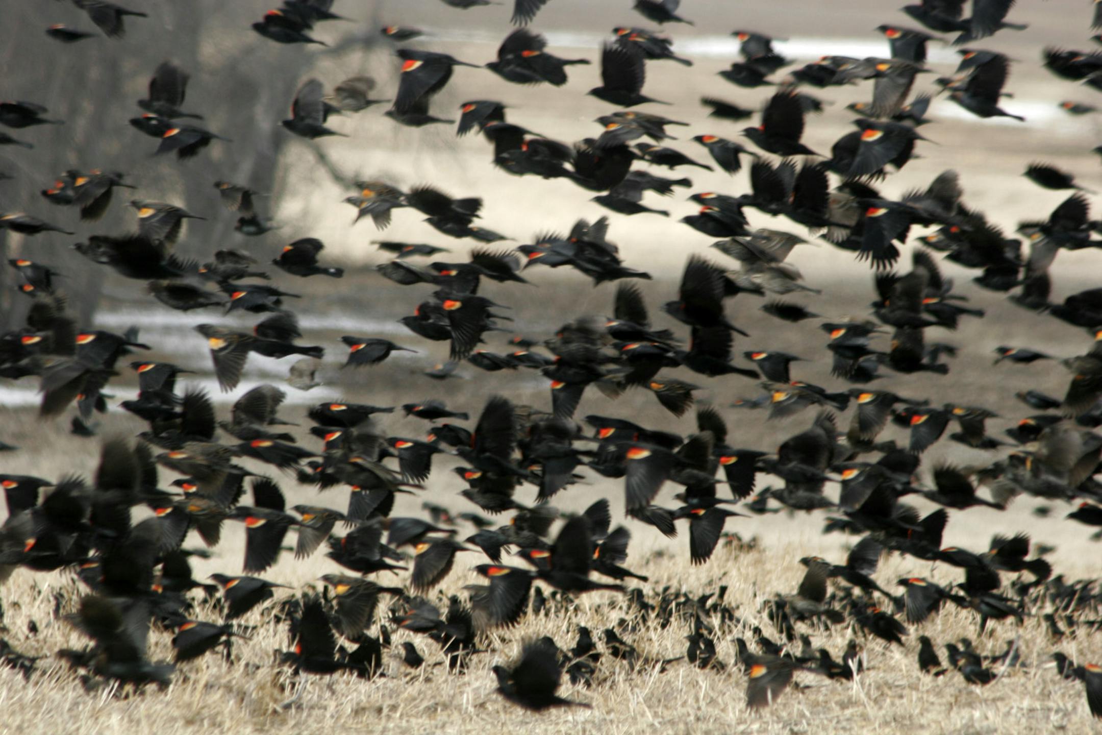 Doug Smith/Star Tribune; March 16, 2008; The spring migration over the weekend included massive flocks of red-winged blackbirds. Some flocks were so large they formed black clouds on the horizon.