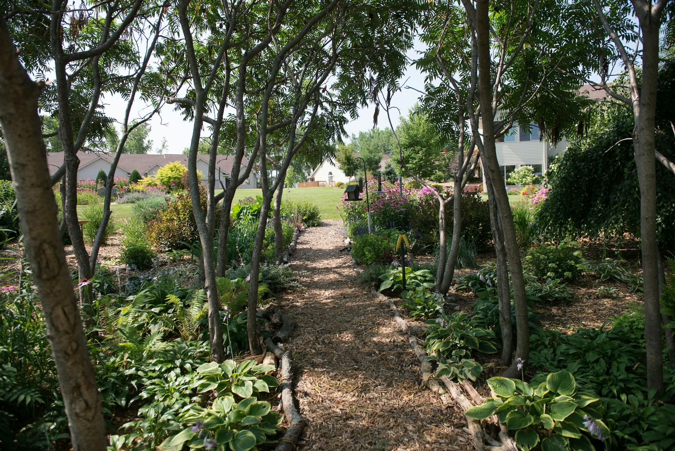 Dan and Nancy Engebretson's town home, at right, can been seen through the Staghorn Sumac trees from the common area that they garden in Elysian, Minnesota on July 31, 2014. [ Angela Jimenez/Special to the Star-Tribune angelajime@gmail.com Assignment #20035606A_ SLUG: ENGEBRETSON100114_ EXTRA INFORMATION: Since 2006, the Engebretsons have designed and tended to their own garden, and have transformed the common space near their home into a landscaped, shared garden space in the Lakeview Manor Tow