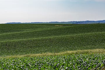 U.S. officials are forecasting a near-record corn crop this year, but prices are below break-even.